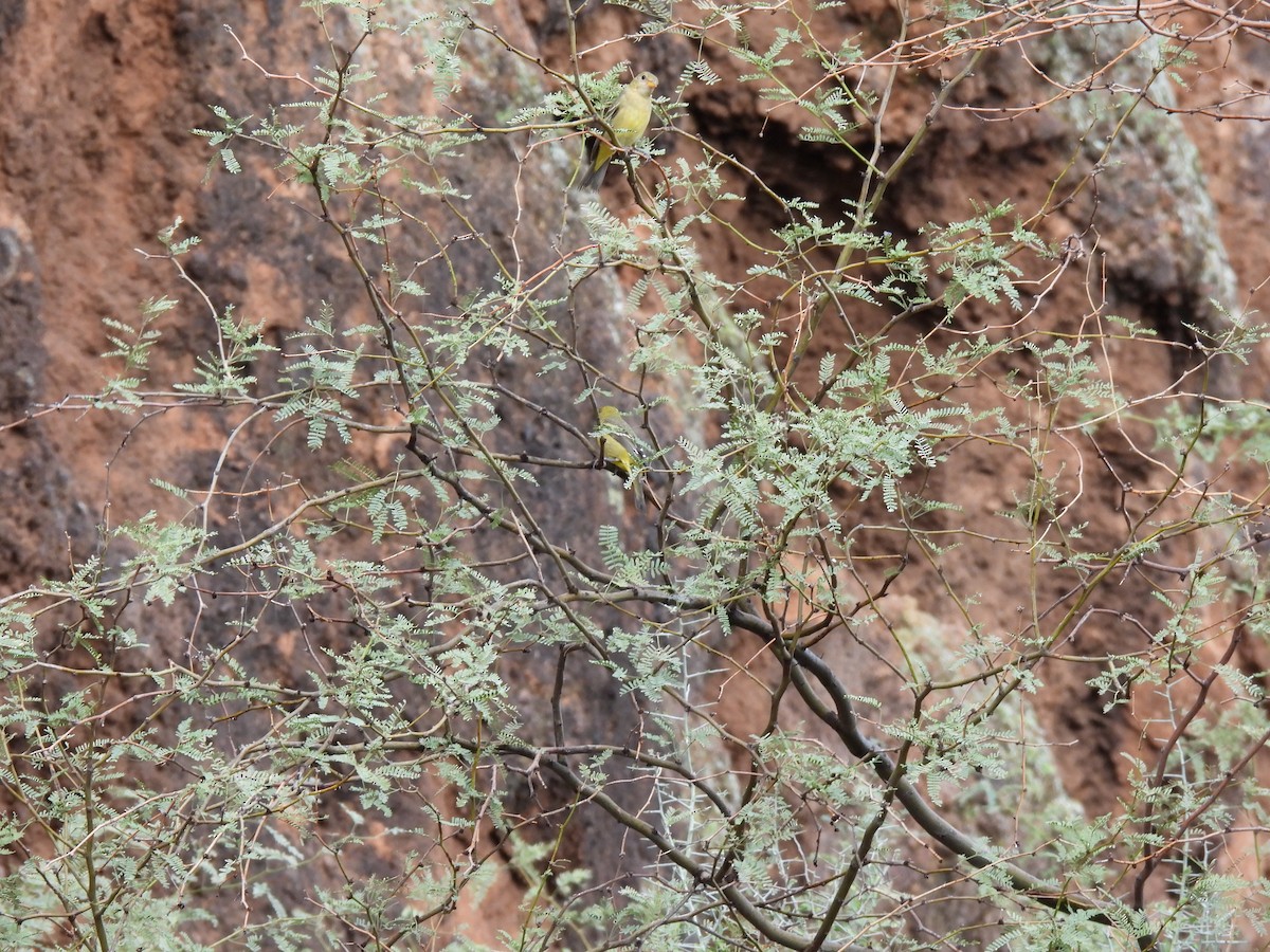 Western Tanager - ML642548497