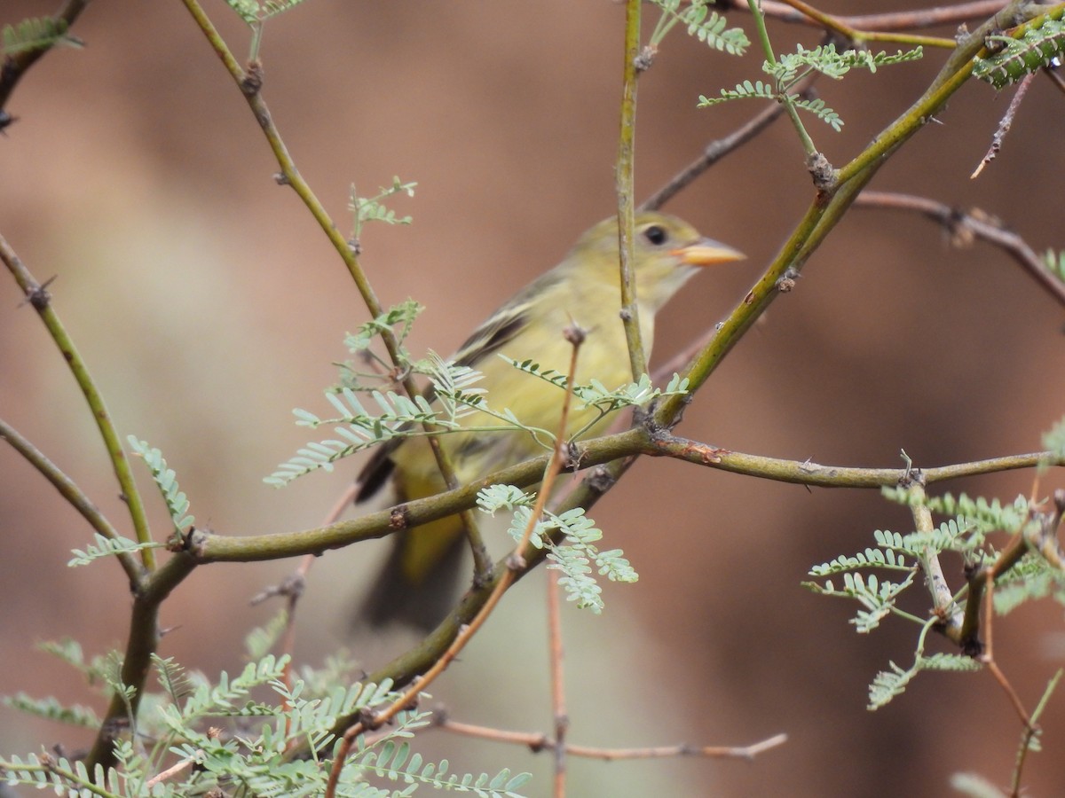 Western Tanager - ML642548501