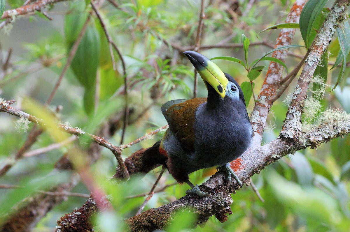 Hooded Mountain-Toucan - ML642548504