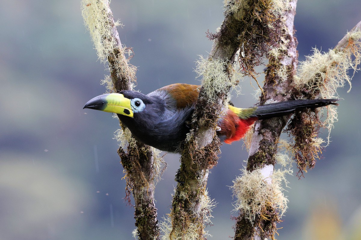 Hooded Mountain-Toucan - ML642548514