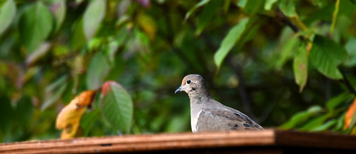 Mourning Dove - ML642548531