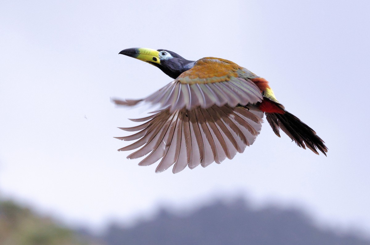 Hooded Mountain-Toucan - ML642548533