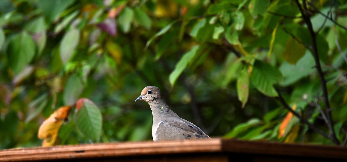 Mourning Dove - ML642548541