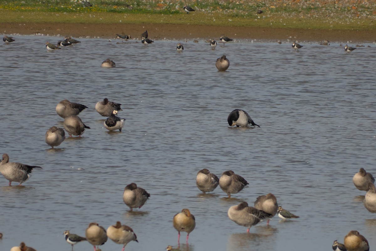 Barnacle Goose - ML642548546