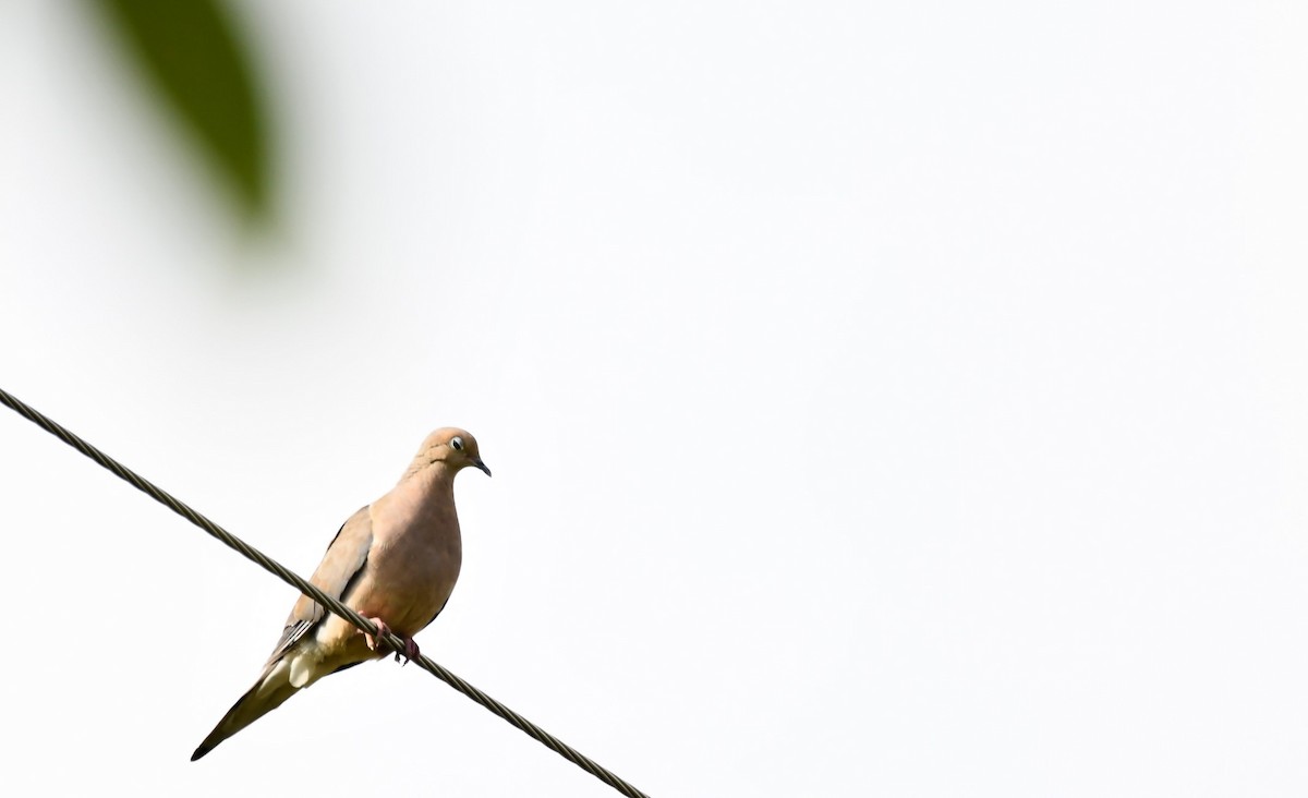 Mourning Dove - ML642548555