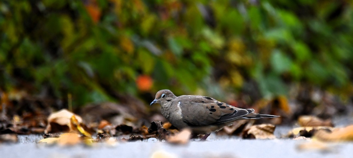 Mourning Dove - ML642548571