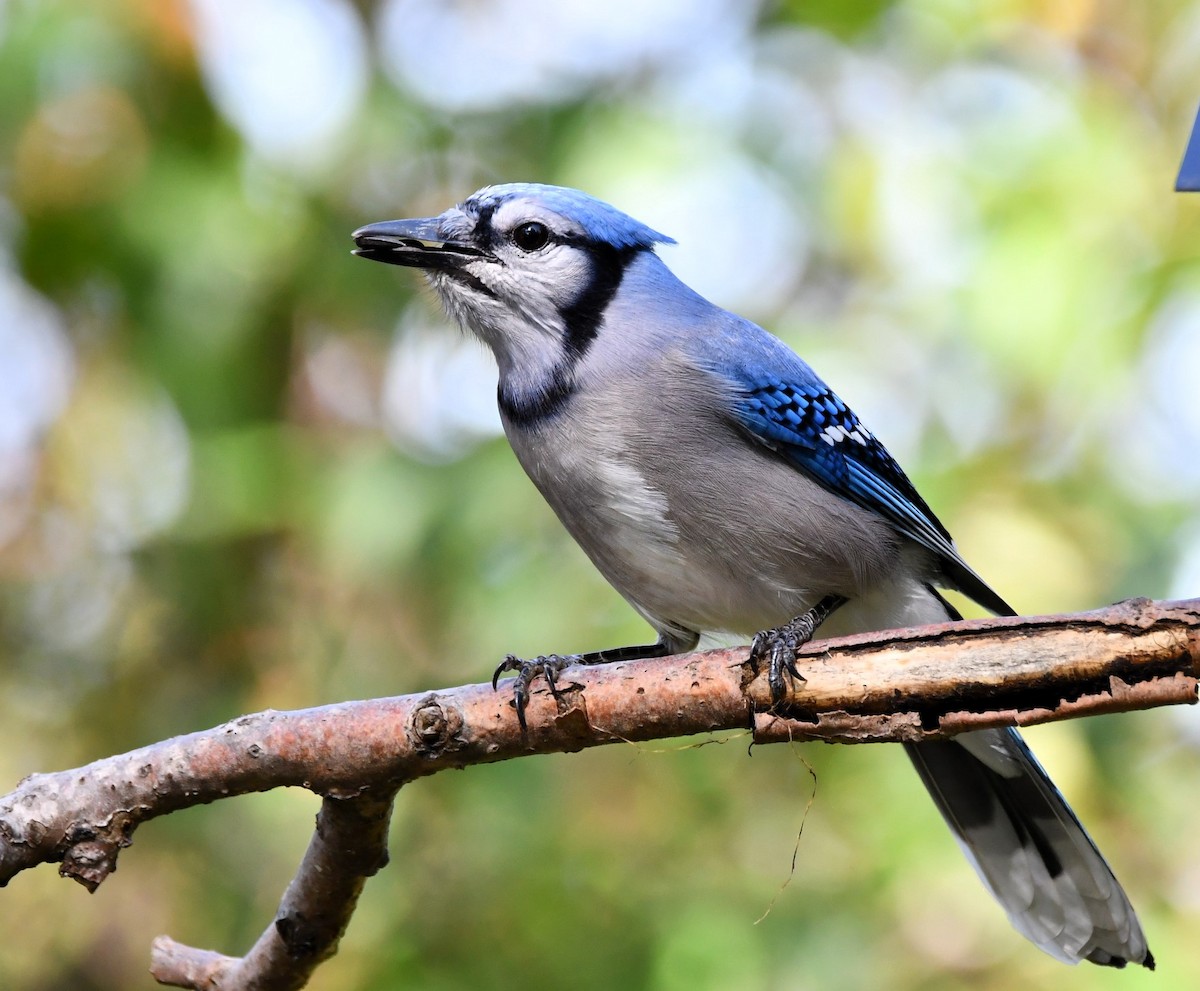 Blue Jay - ML642548592