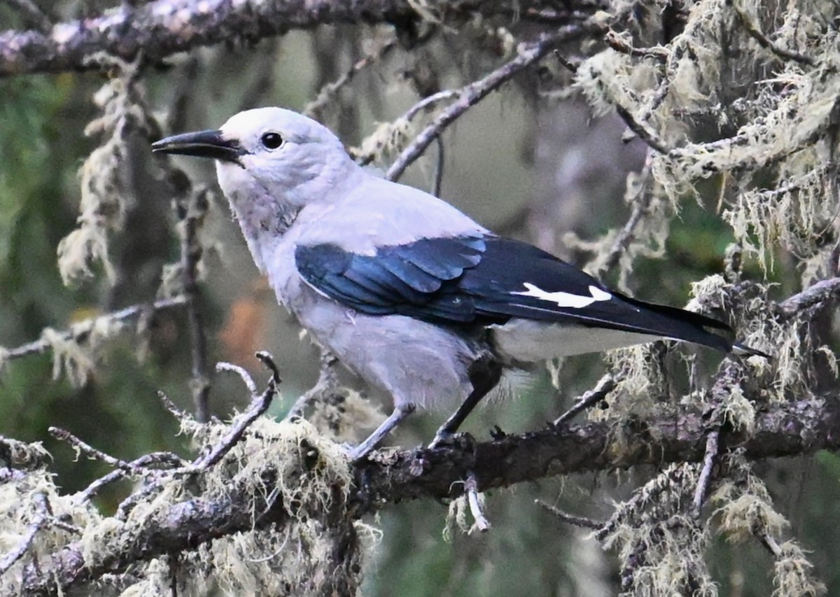 Clark's Nutcracker - ML642548600