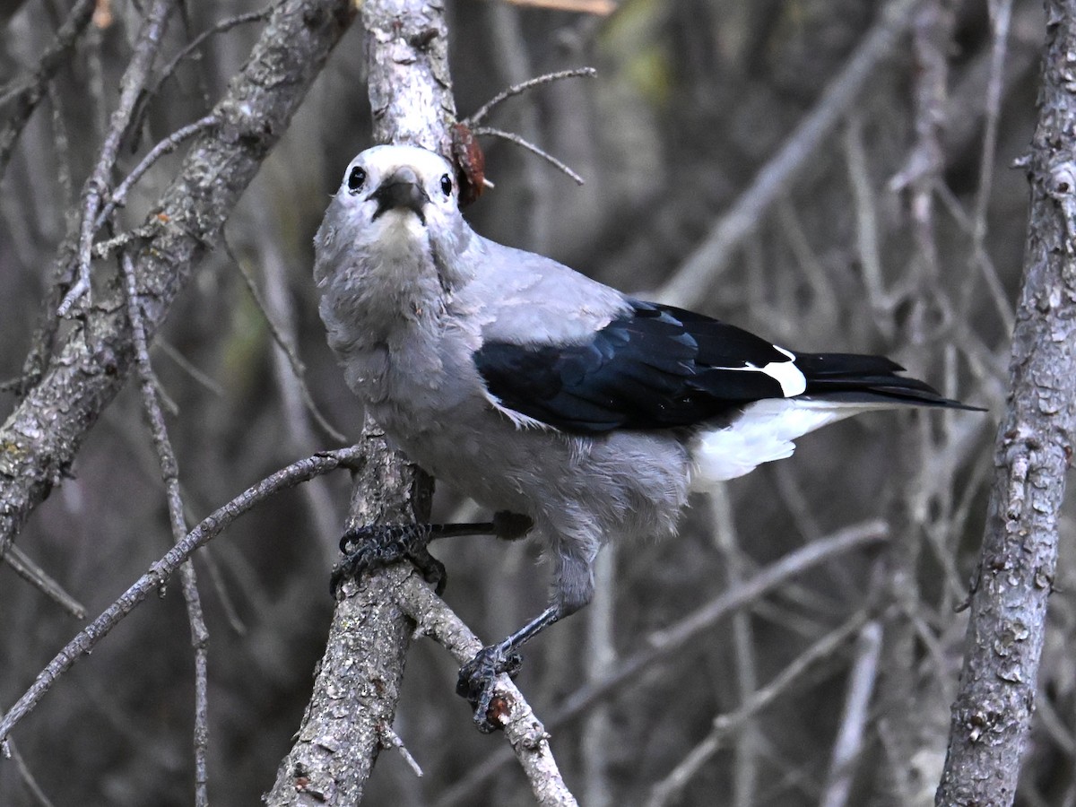 Clark's Nutcracker - ML642548601