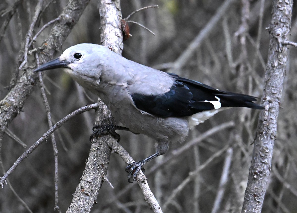 Clark's Nutcracker - ML642548602