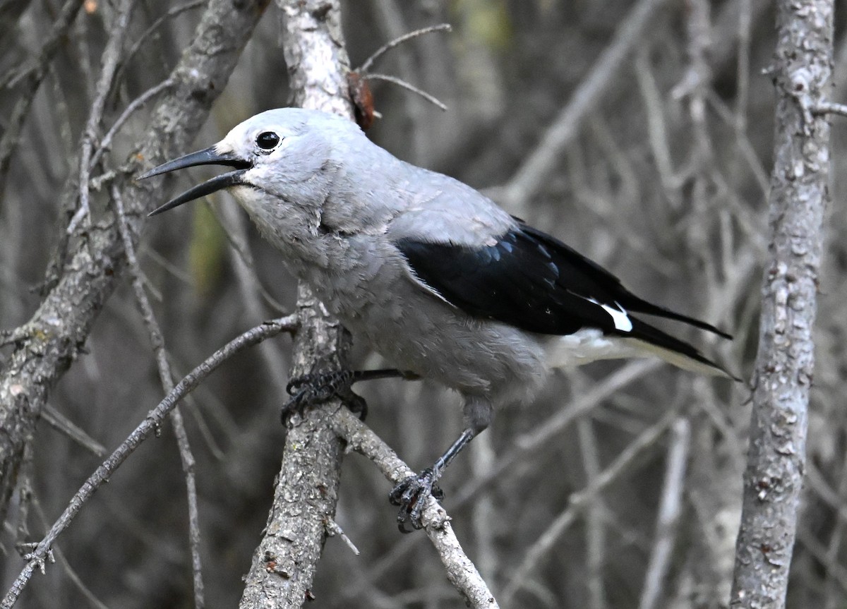 Clark's Nutcracker - ML642548603