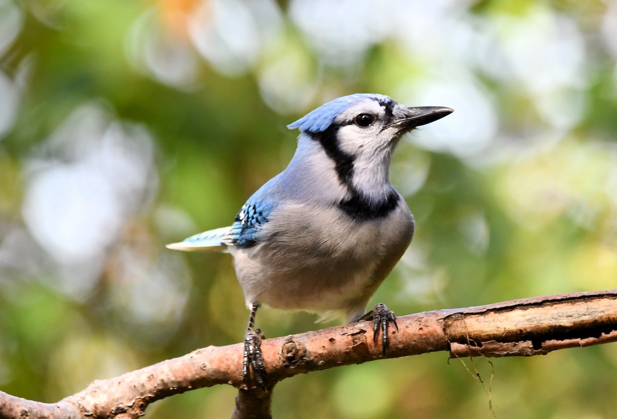 Blue Jay - ML642548608
