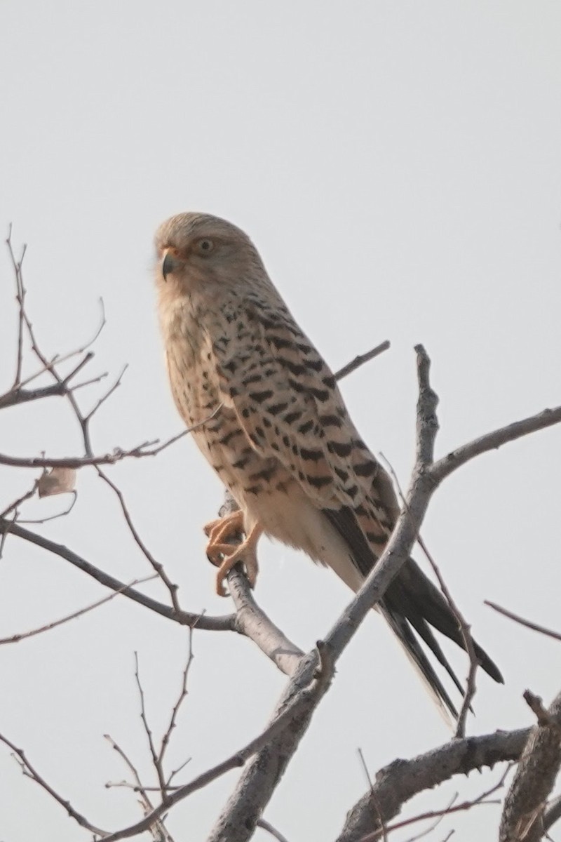 Greater Kestrel - ML642548609