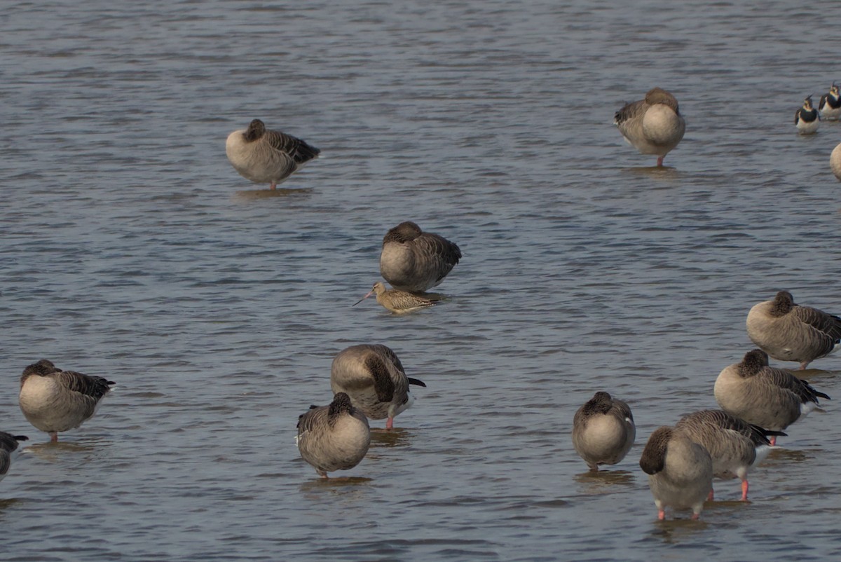 Bar-tailed Godwit - ML642548613