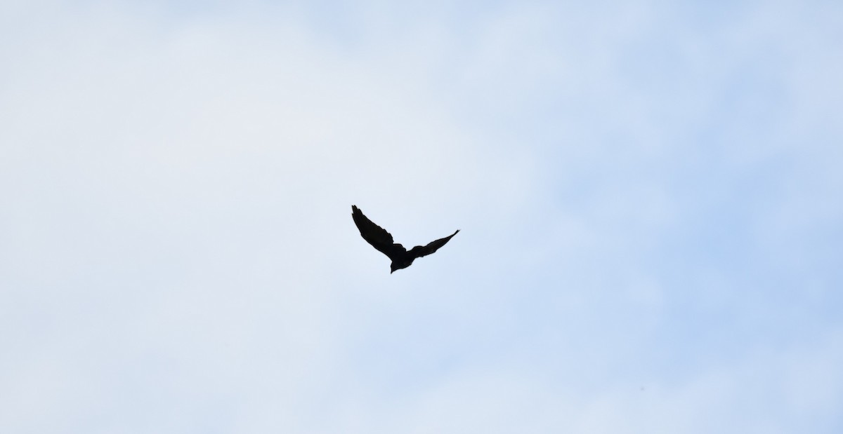 American Crow - ML642548615
