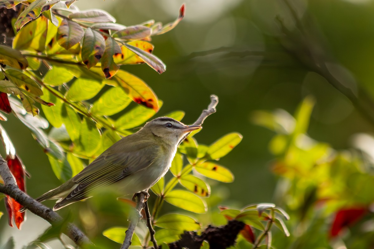 Red-eyed Vireo - ML642548618