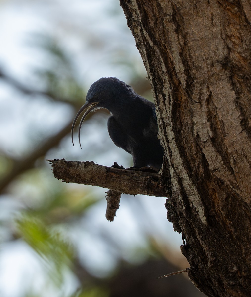 Common Scimitarbill - ML642548619
