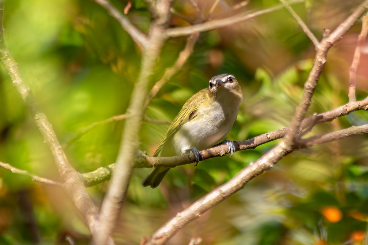 Red-eyed Vireo - ML642548622