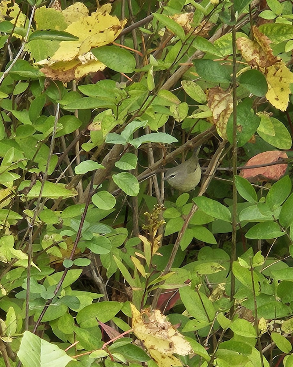 Orange-crowned Warbler - ML642548631