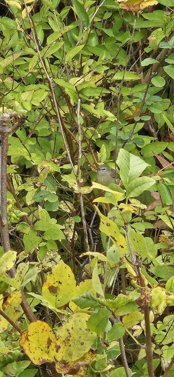 Orange-crowned Warbler - ML642548632