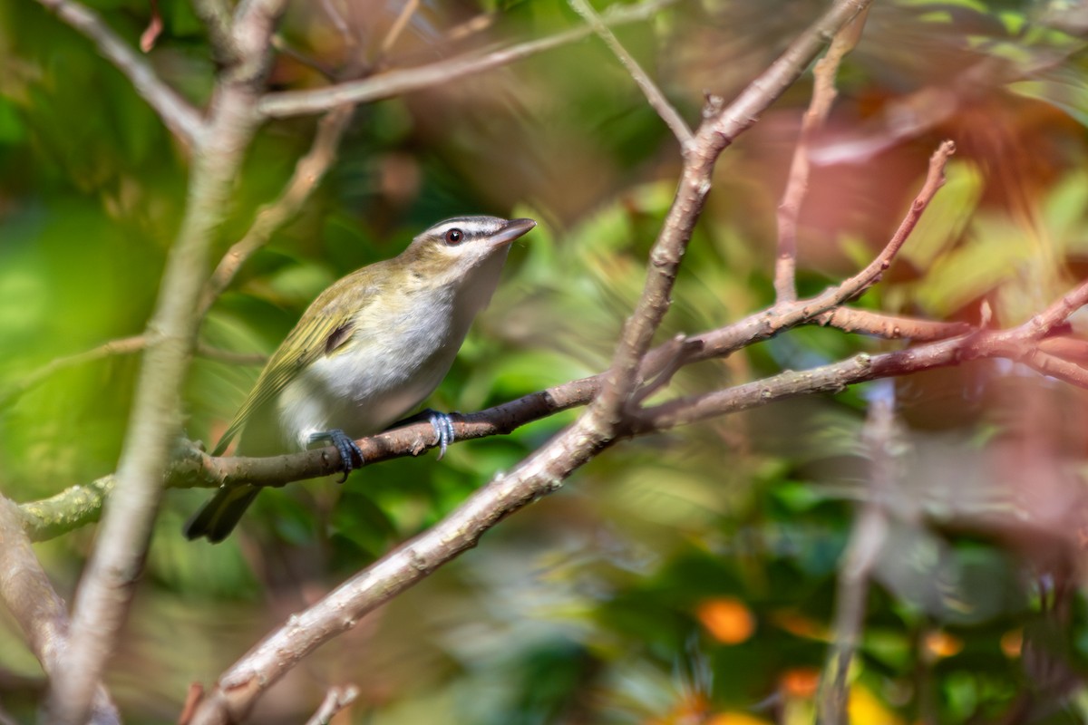Red-eyed Vireo - ML642548633