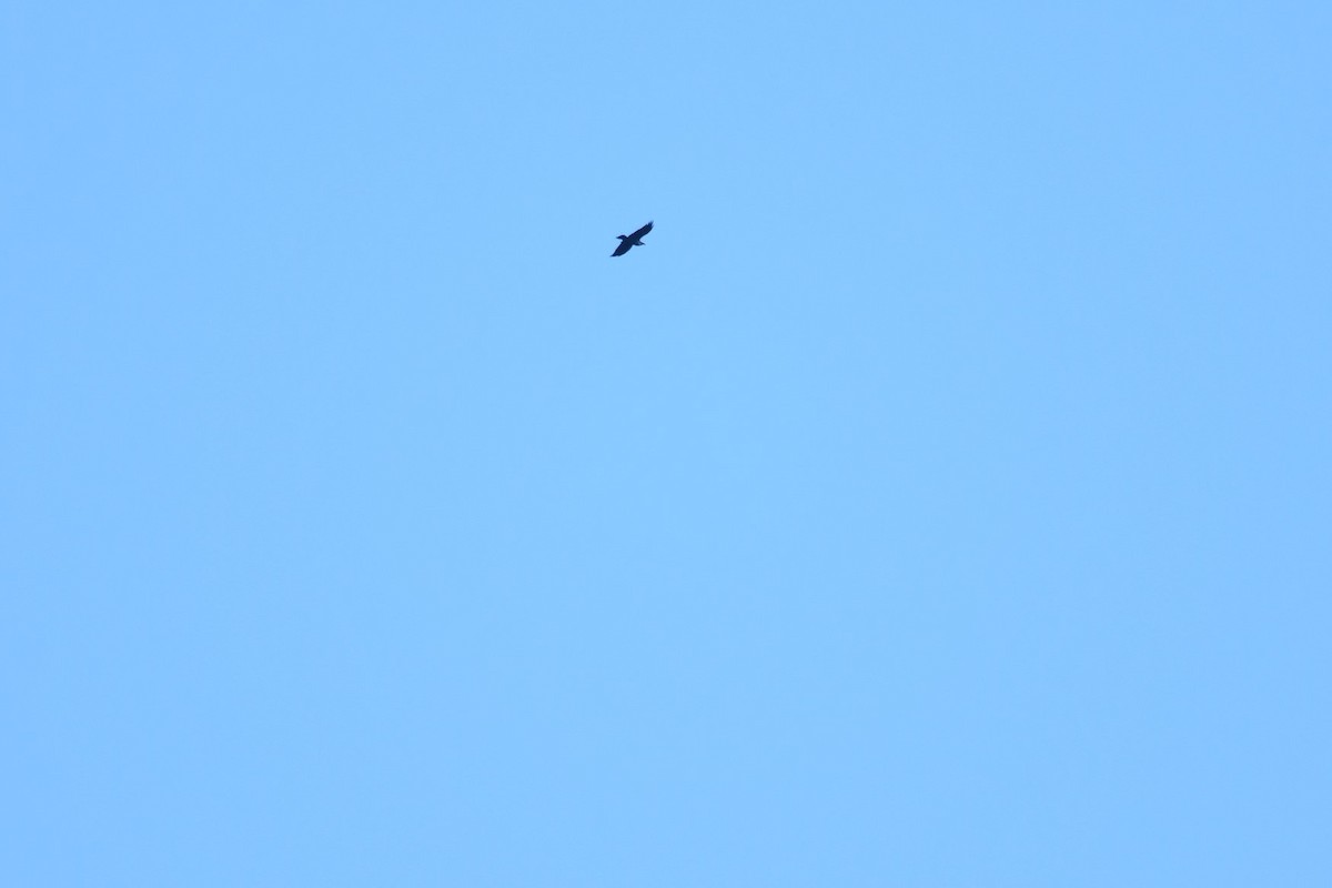 Common Raven - ML642548636