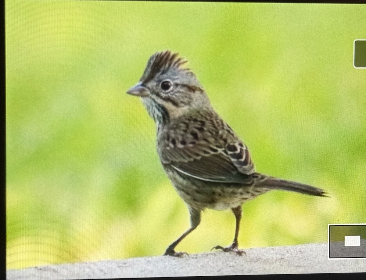 Lincoln's Sparrow - ML642548642