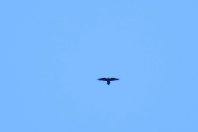 Common Raven - ML642548648