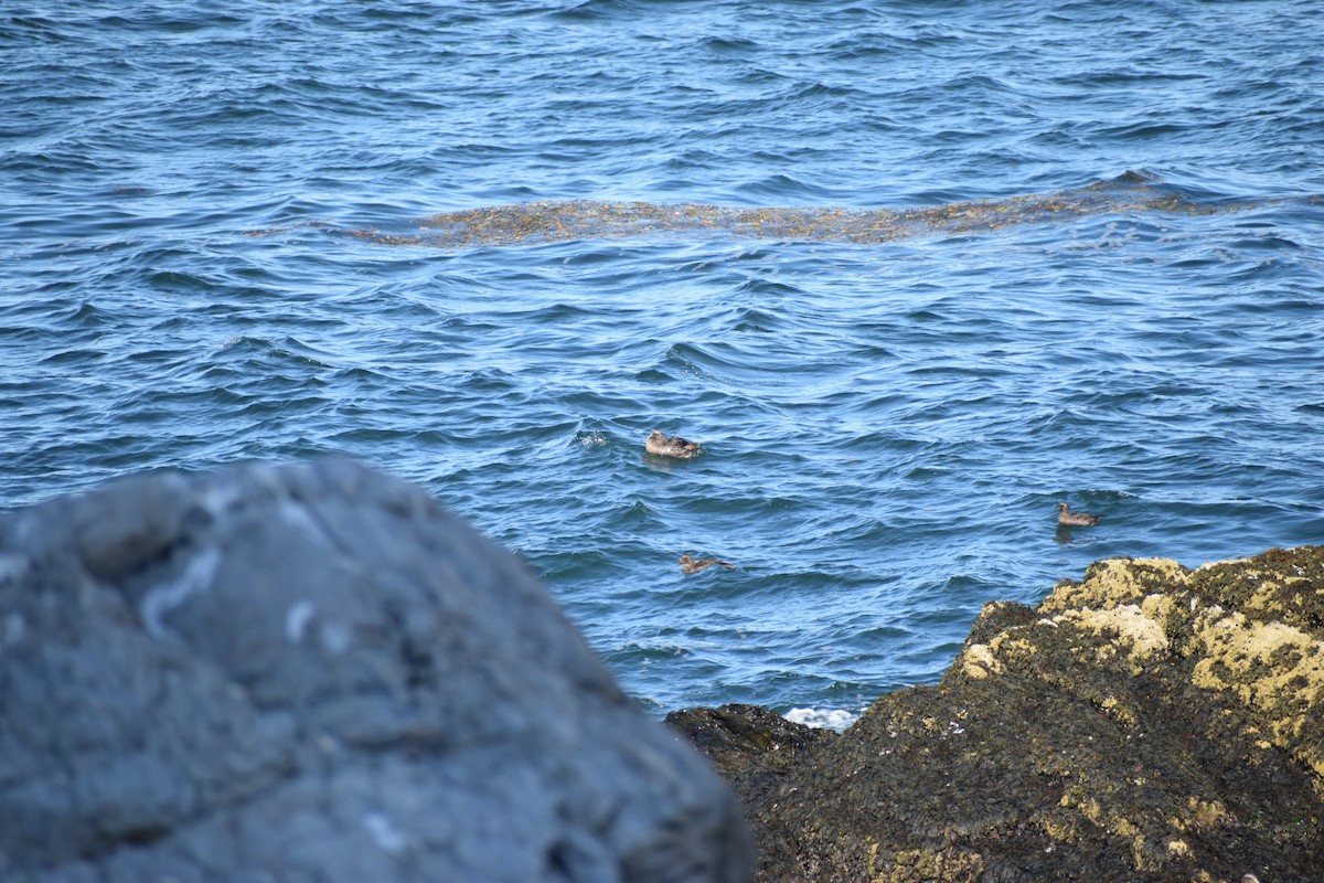 Common Eider - ML642548659