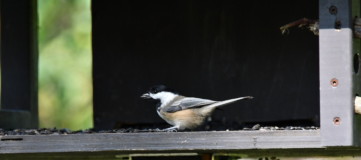 Black-capped Chickadee - ML642548665