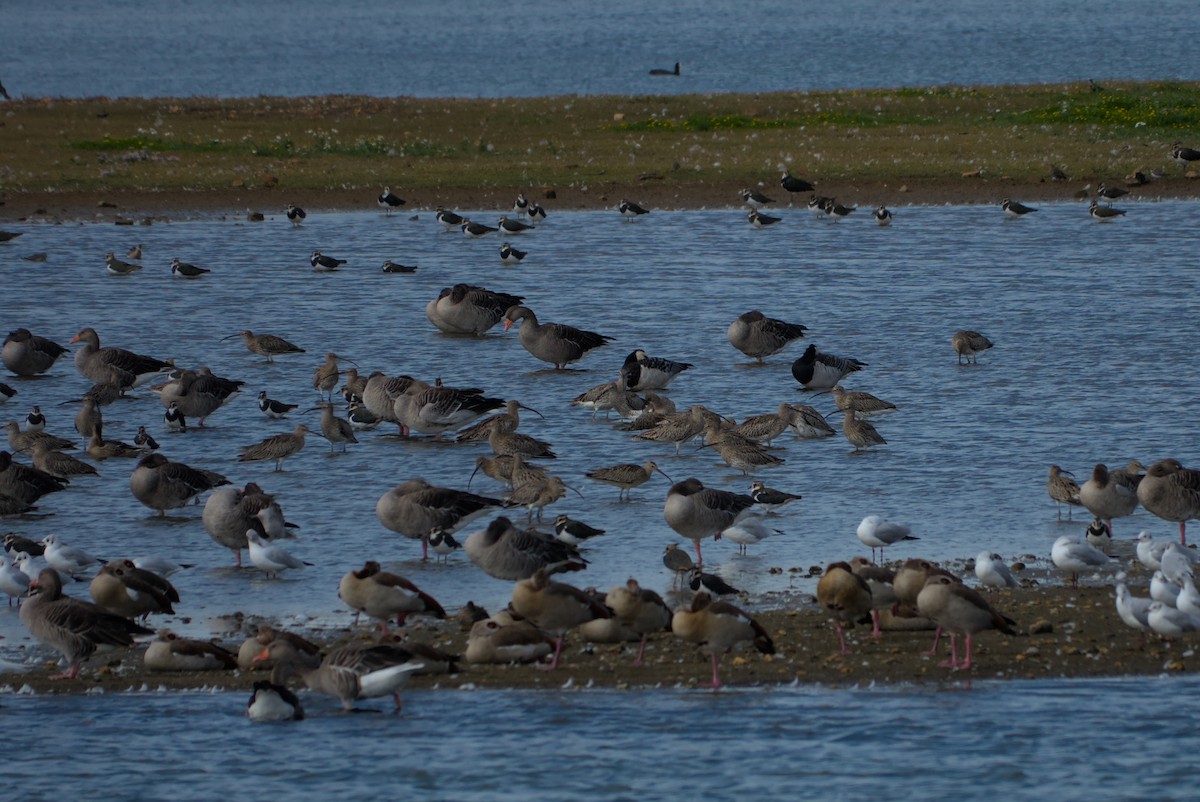 Eurasian Curlew - ML642548666