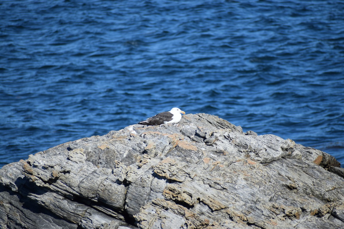 Great Black-backed Gull - ML642548667