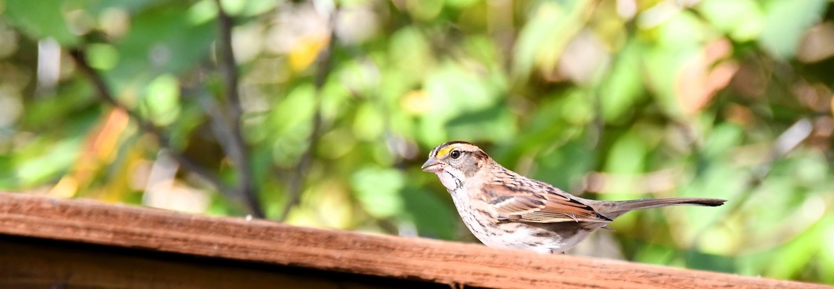 White-throated Sparrow - ML642548671