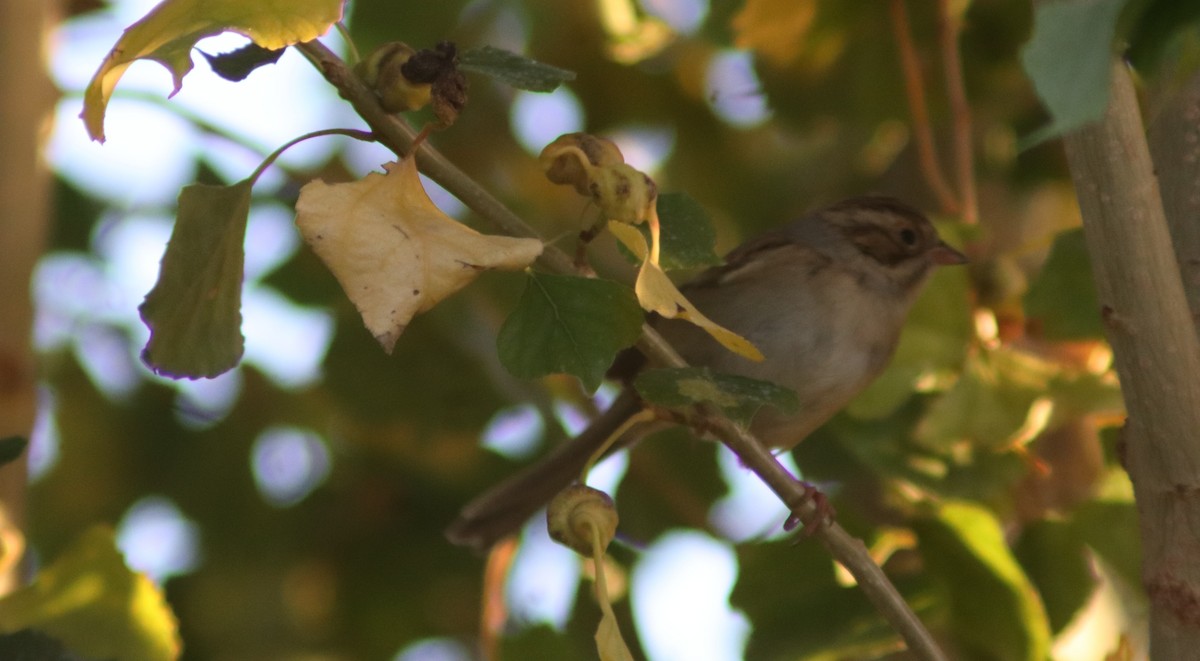 Clay-colored Sparrow - ML642548682