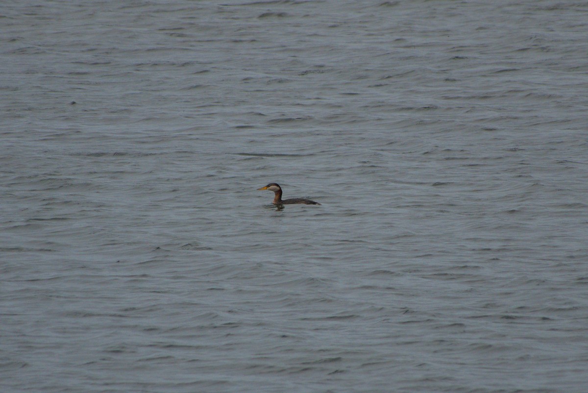Red-necked Grebe - ML642548683