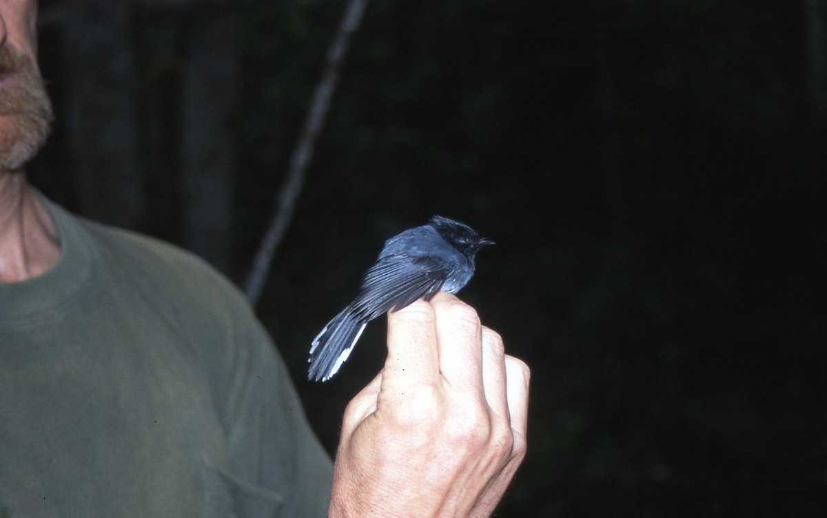 hvittippelminia - ML642548696