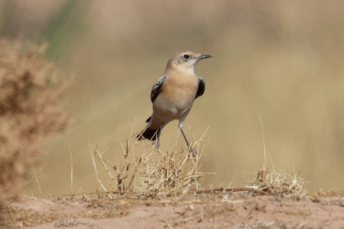 Western Black-eared Wheatear - ML642548709
