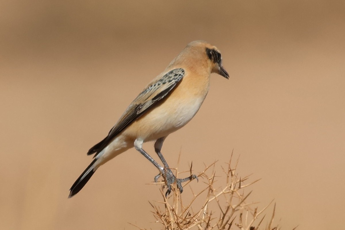 Western Black-eared Wheatear - ML642548710