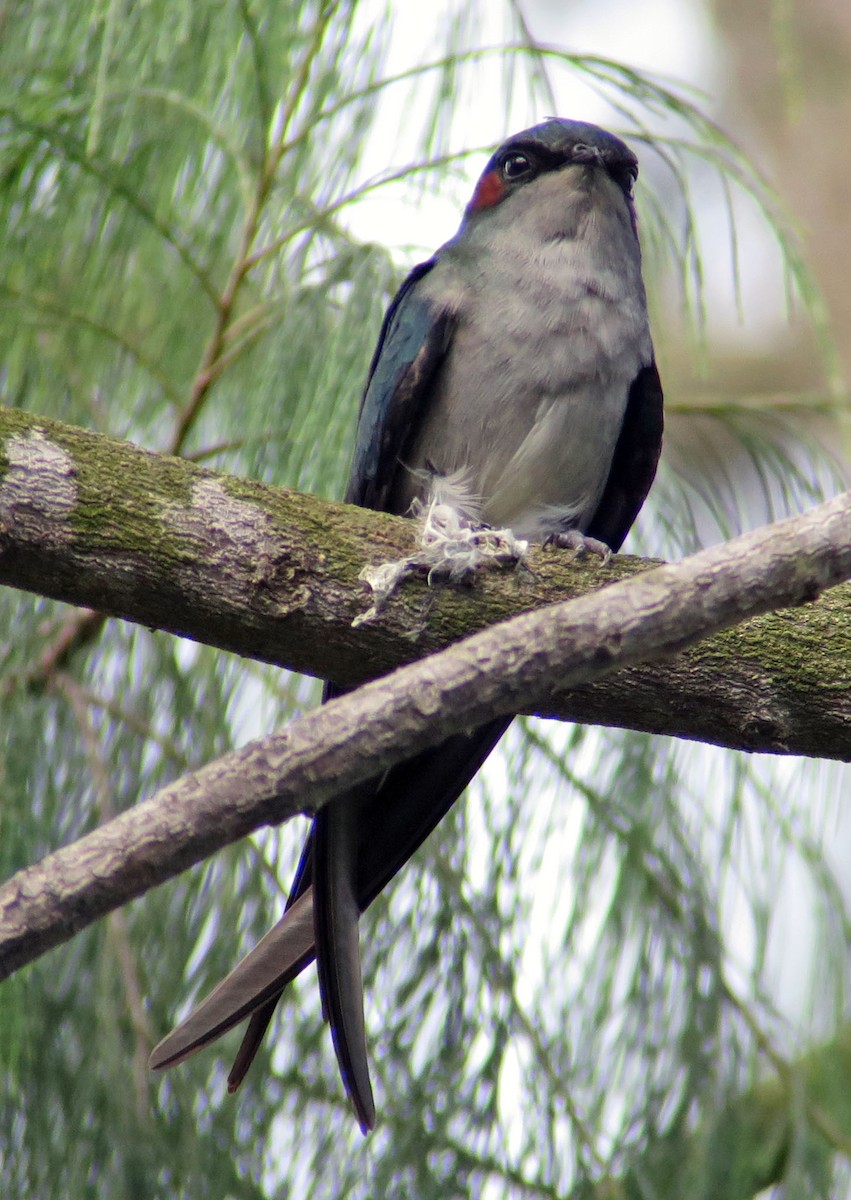 Gray-rumped Treeswift - ML642548730