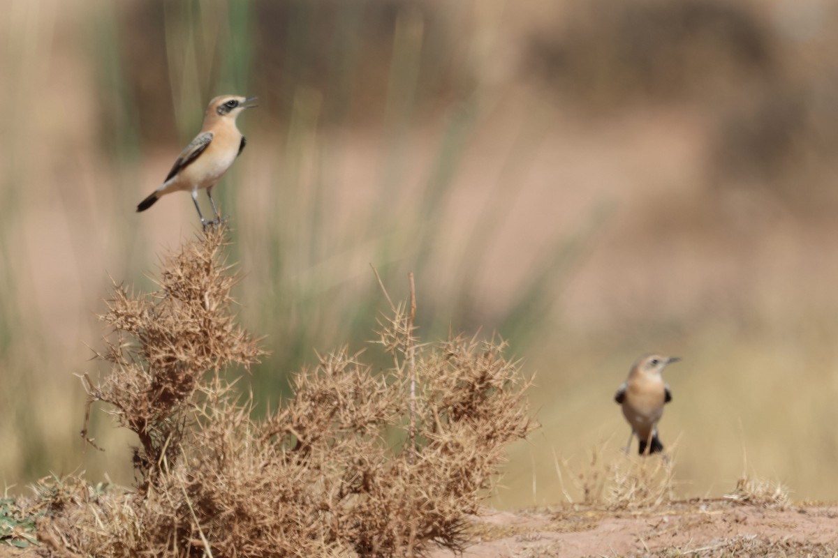 Western Black-eared Wheatear - ML642548748