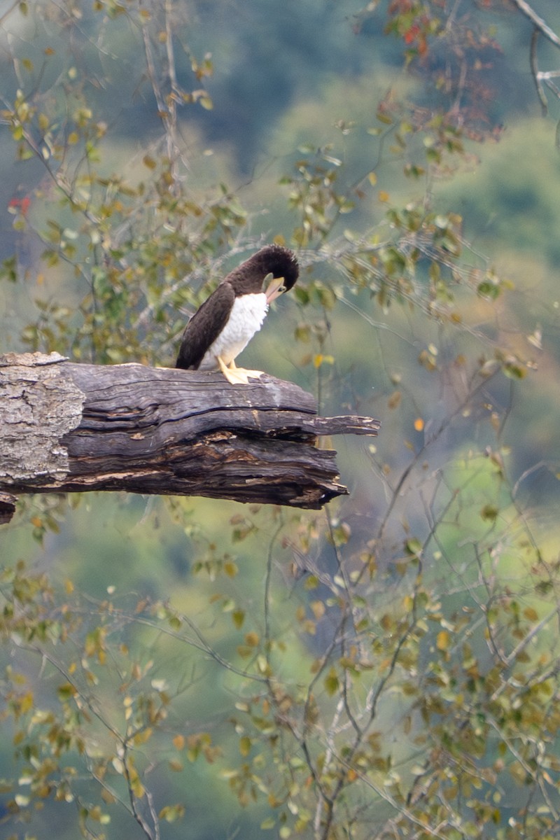 Brown Booby - ML642548752