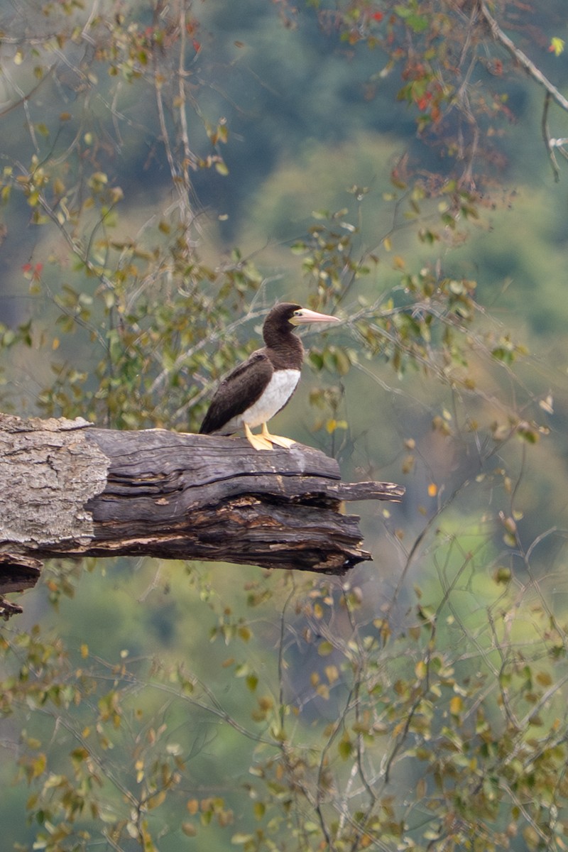 Brown Booby - ML642548754