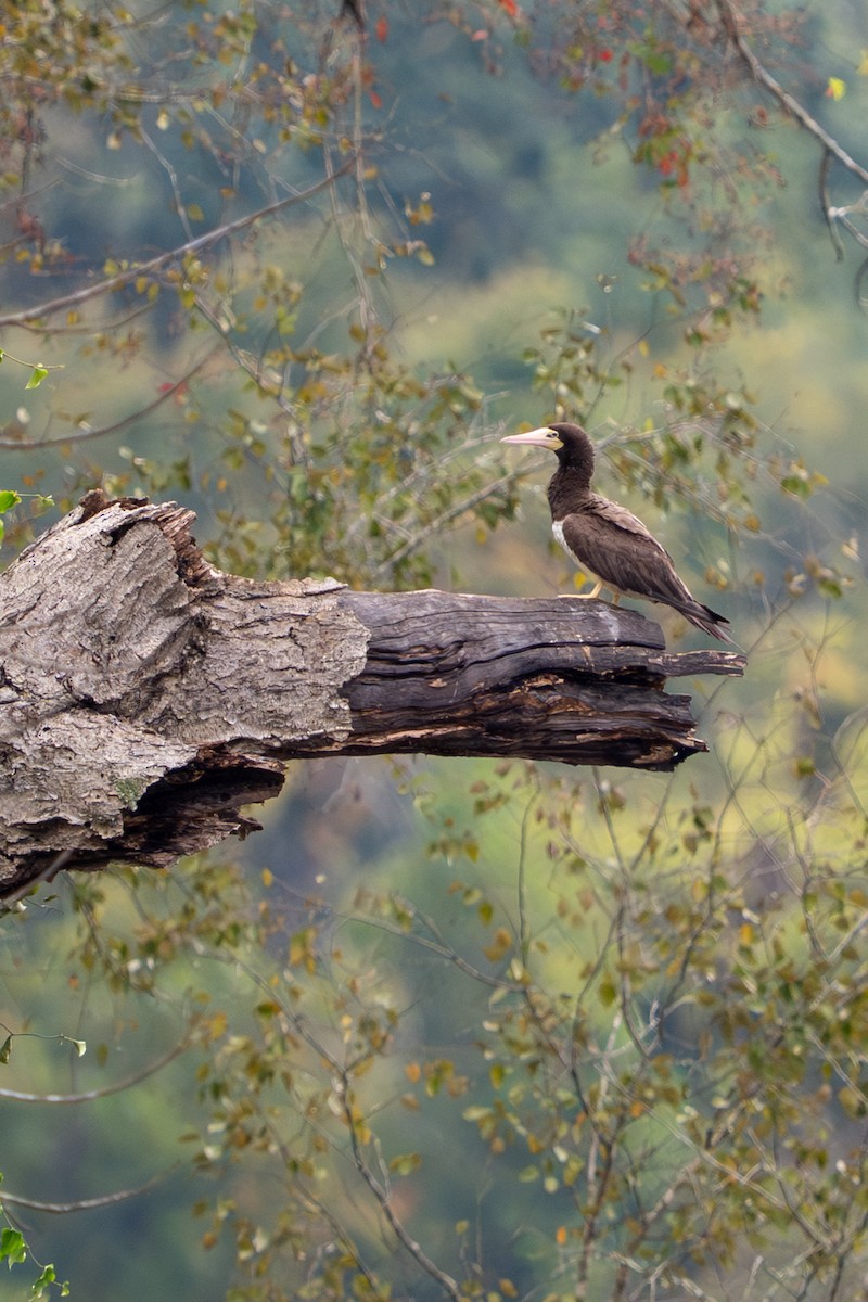 Brown Booby - ML642548755