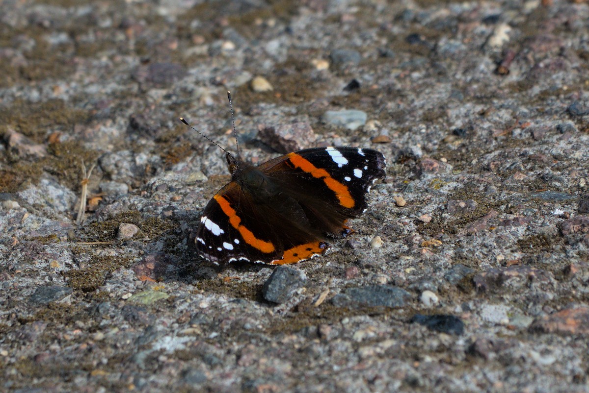 Animals - ML642548776