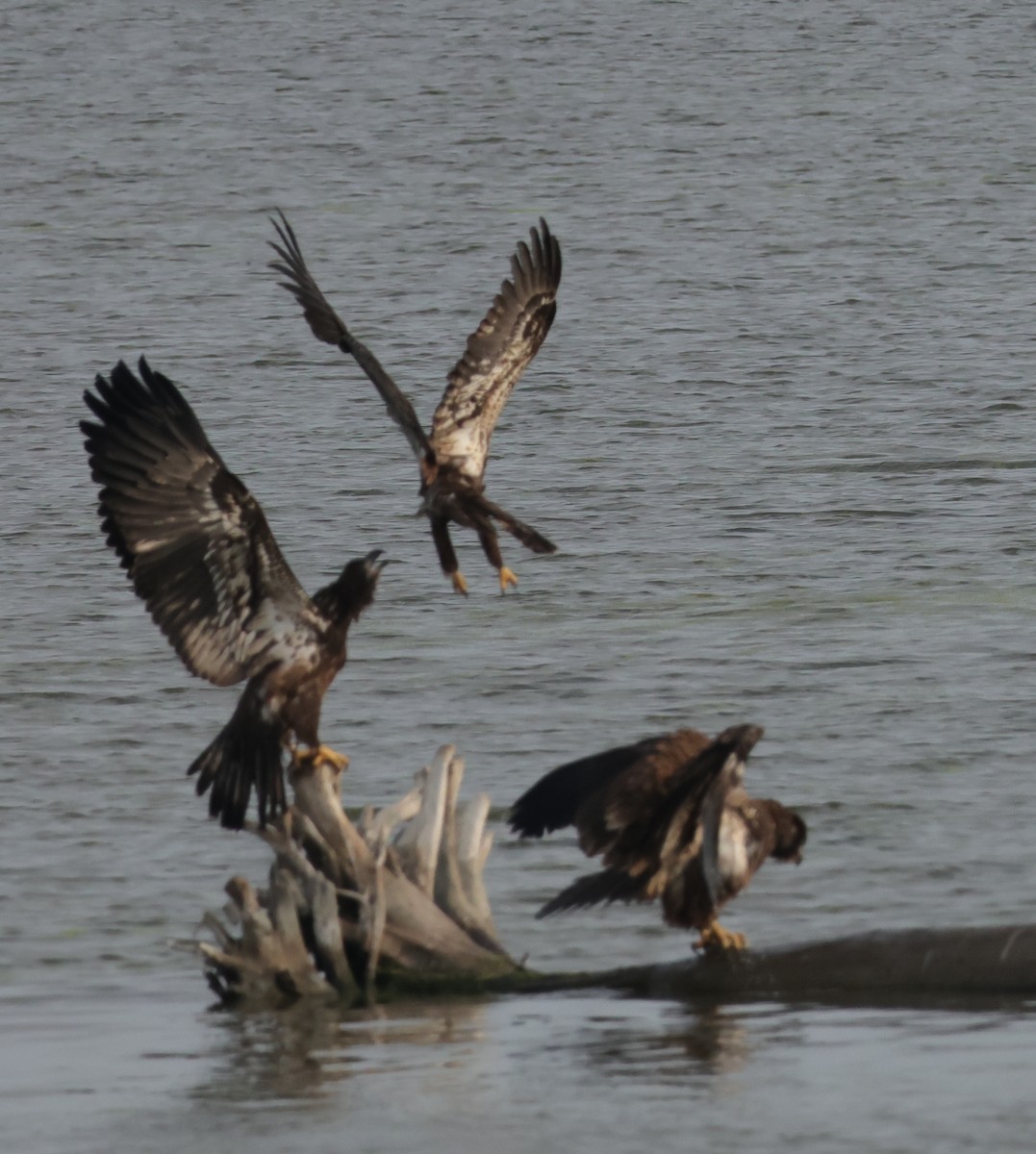 Bald Eagle - ML642548802