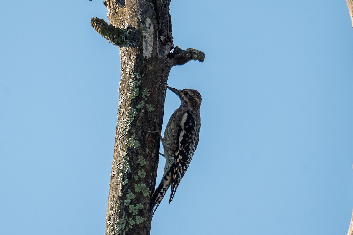 Yellow-bellied Sapsucker - ML642548822