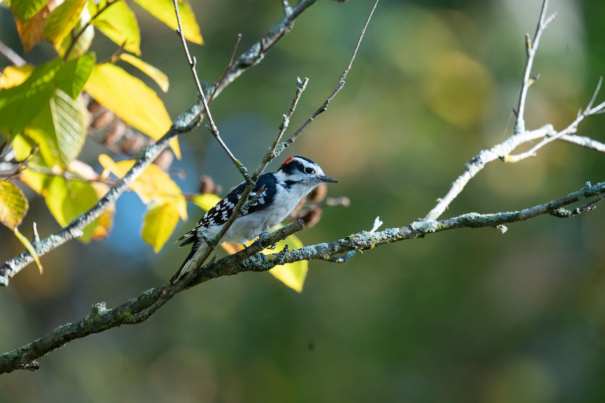 Downy Woodpecker - ML642548832