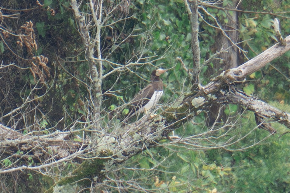 Sula fosca - ML642548835