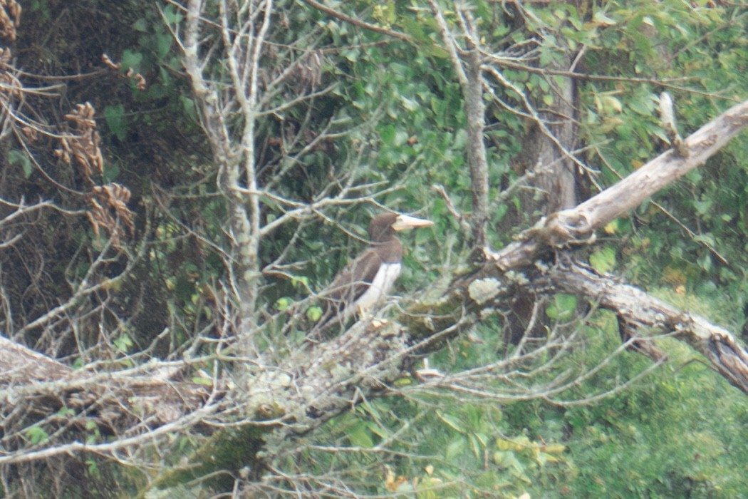 Sula fosca - ML642548836