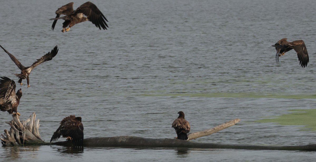 Bald Eagle - ML642548846